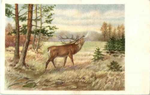 Hirsch