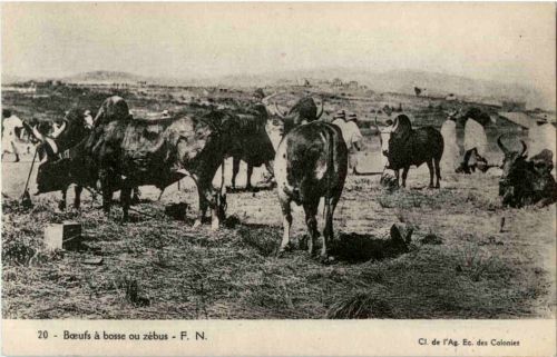 Boeufs a bosse ou zebus