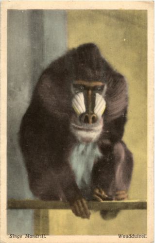 Singe Mandrill - Moonkey