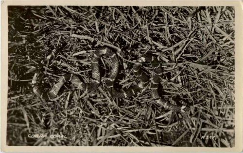 Cobra Coral - Schlange - Snake