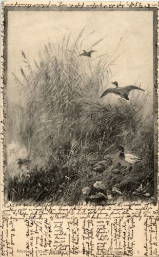 Jagd Postkarte - Enten
