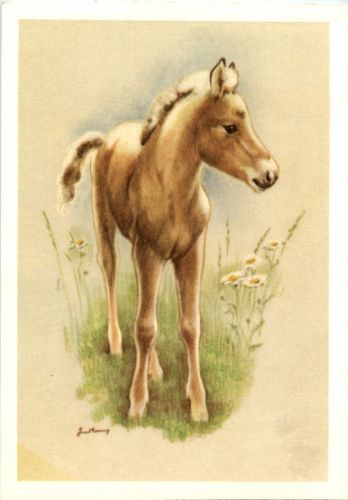 Fohlen - Pferd