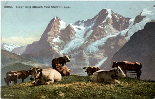 Eiger Mönch - Kühe