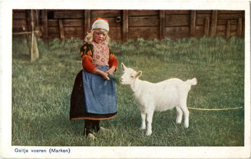 Geitje voeren - Marken - Ziege