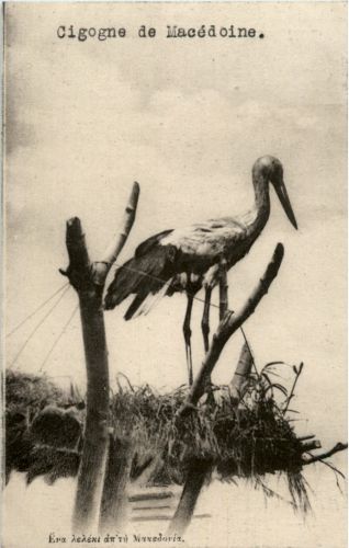 cigogne de Macedoine
