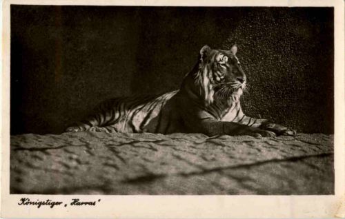 Halle - Zoologischer Garten - Tiger