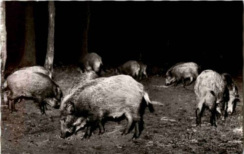 Wildschweine