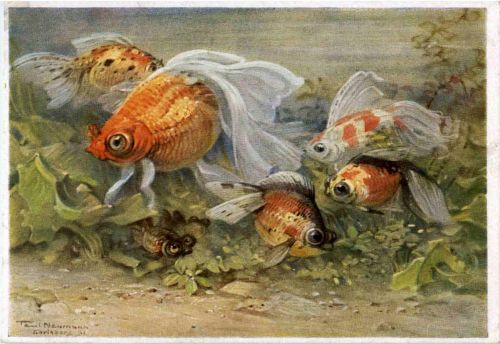 Berlin Aquarium - Fische - Künstlerkarte Neumann