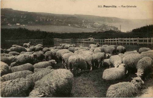 Pourville - Sheep