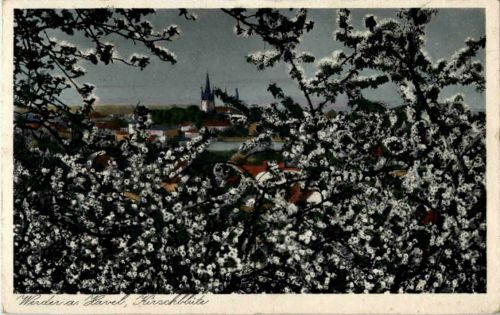 Werder an der Havel - Kirschblüte