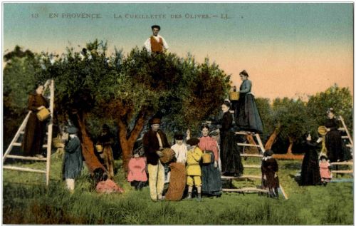 en Provence - La Cueilette des Olives