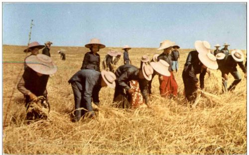 Harvesting in Thailand