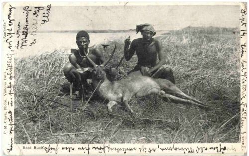 Jagd - Reed Buck