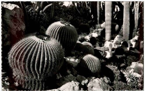 Monaco - Jardin Exotique