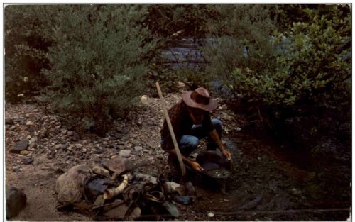 Gold panning along the American River