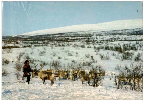 Finland - Lappalainen ja porot tunturissa