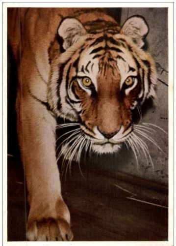 Tiger Tierparadies Stuttgart Cannstatt