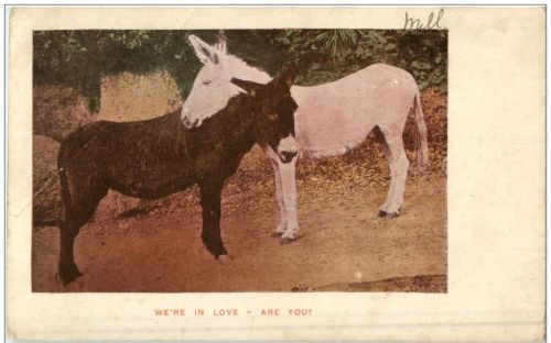 We are in Love - donkey Esel