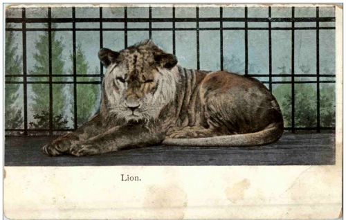 Lion