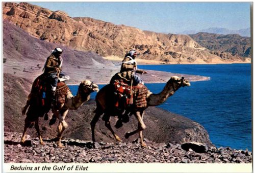 Bedouins at the Gulf of Eilat camel