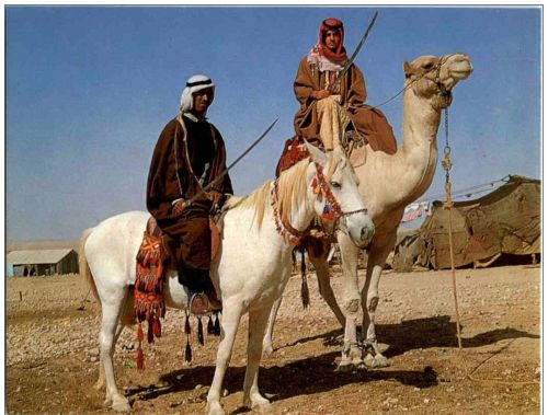 Beduin Horsemen Camel