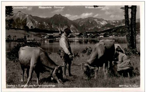 Seefeld Kühe