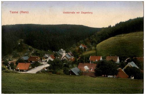 Tanne Harz