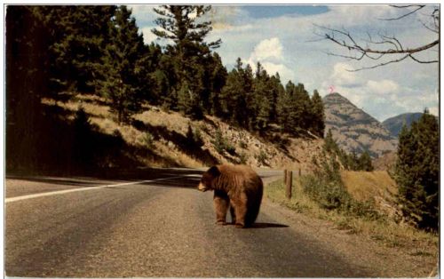 Bär Bear