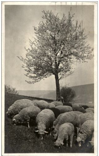 Weidende Schafe