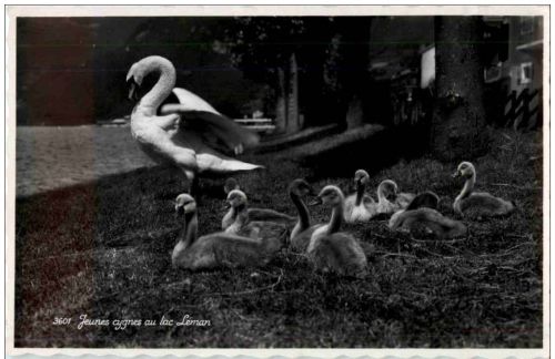 Jeunes cygnes au Lac Leman
