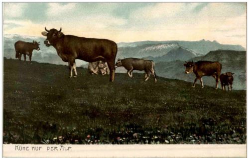 Kühe auf der Alp
