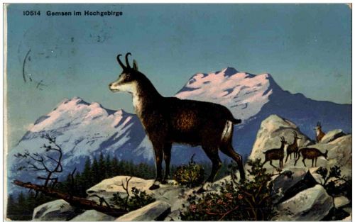 Gemsen im Hochgebirge