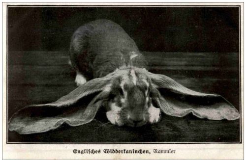 Englisches Widderkaninchen - Rammler