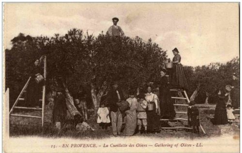 Provence - La Cueillette des Olives
