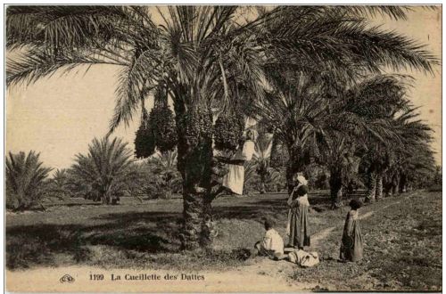 La Cueillette des Dattes