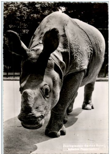 Basel - Zoo Nashorn