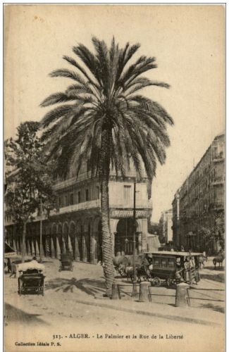 Alger - Le Palmier et la Rue de la Liberte