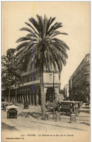 Alger - Le Palmier