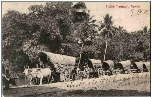 Ceylon - Native Transport