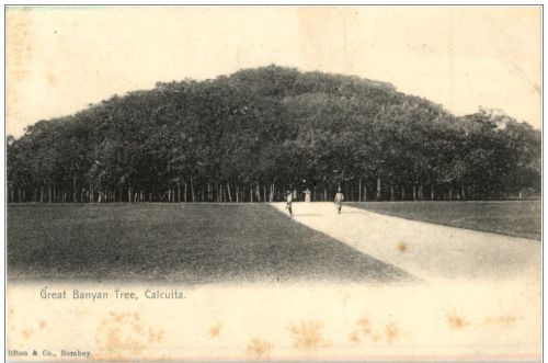 Calcutta - Great Banyan Tree