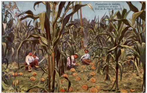 Plantations de melons
