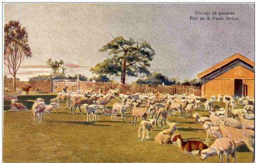 Etat de S Paulo - Elevage de moutons