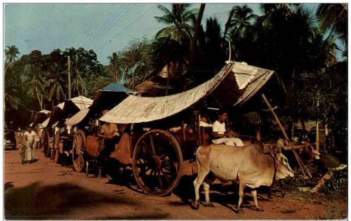 Malacca - Bullock Carts