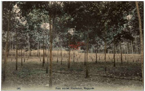 Singapore -Para Rubber Plantation
