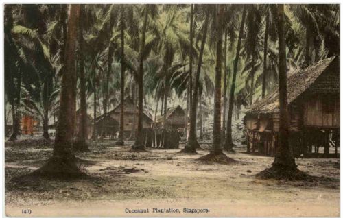 Singapore - Cocanut Plantation