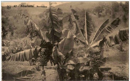 Albertville - Bananiers