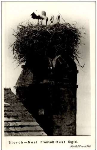 Rust - Storch Nest