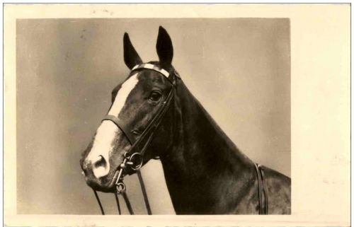 Pferd Horse
