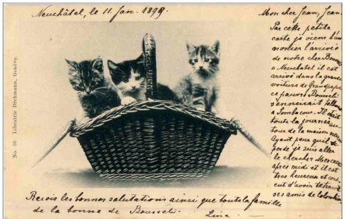 Katzen im Korb