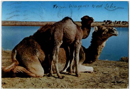 Libya - The camels